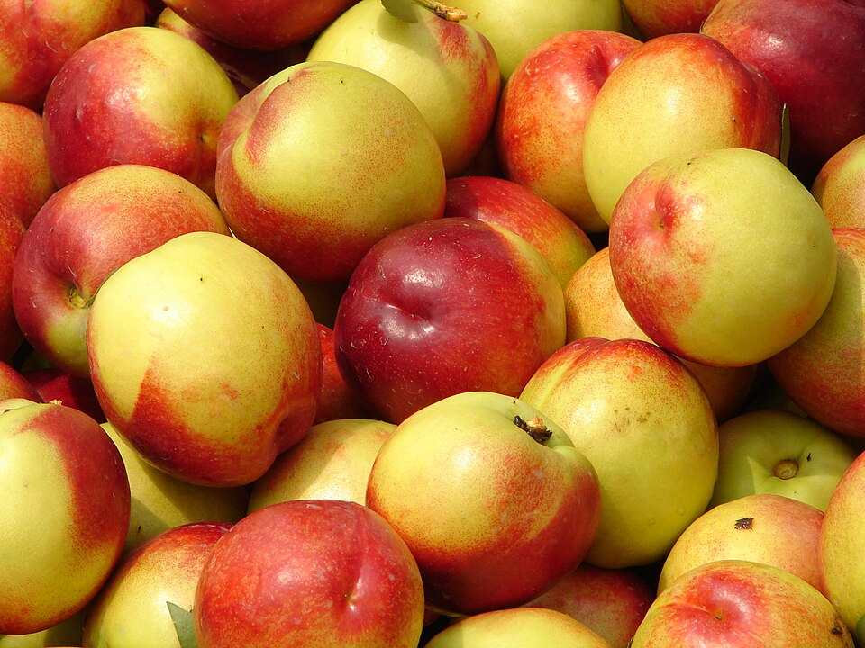 Nectarine