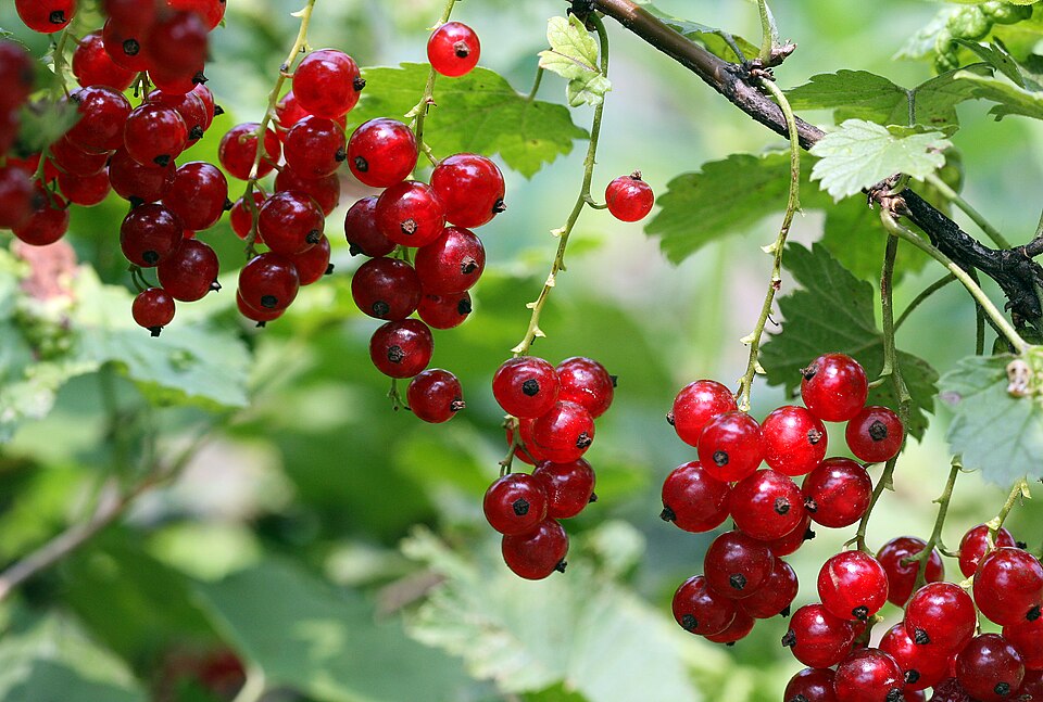 Redcurrant