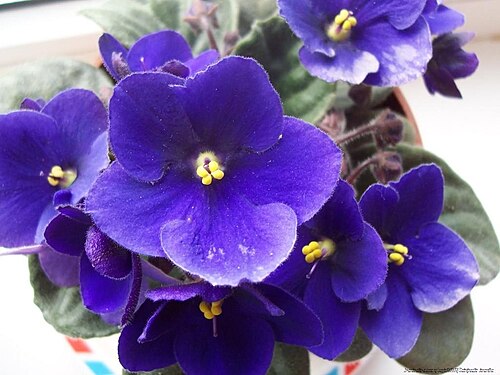 African Violet