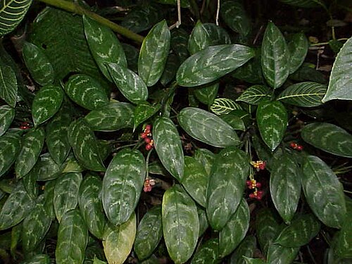 Chinese Evergreen
