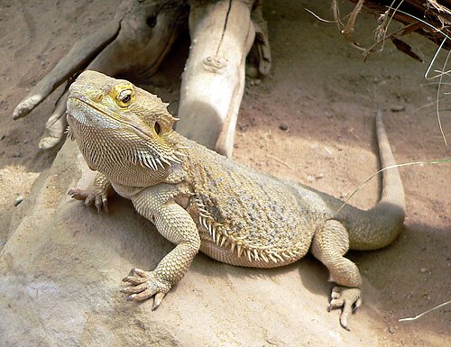 Central Bearded Dragon