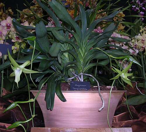 Darwin's Orchid