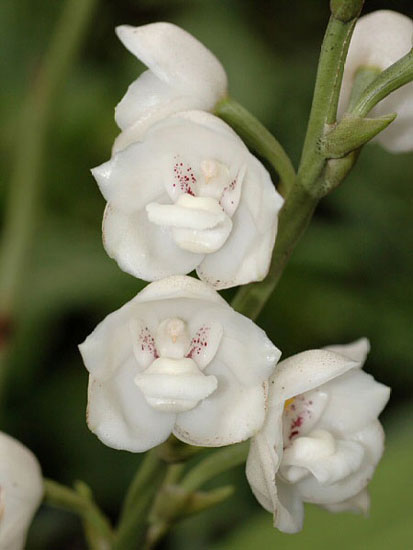 Dove Orchid