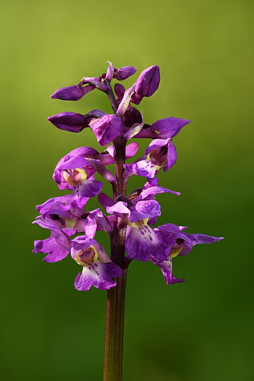 Early Purple Orchid
