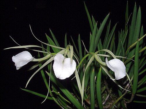 Lady of the Night Orchid