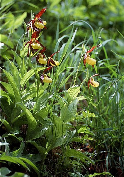 Lady's Slipper Orchid
