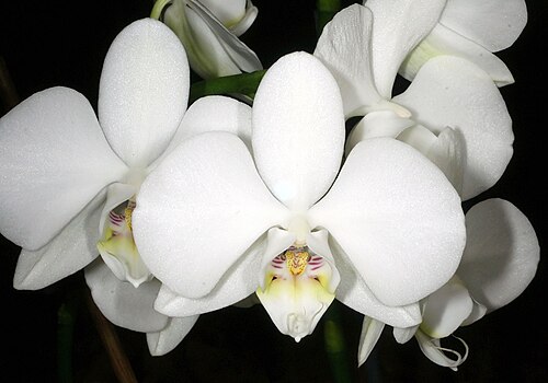 Moth Orchid