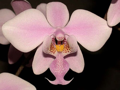 Pink Moth Orchid