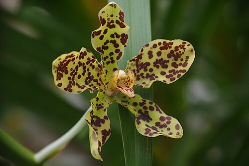 Queen of Orchids