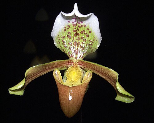 Venus Slipper Orchid