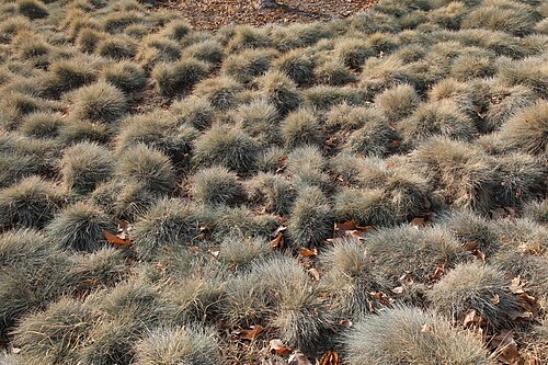 Blue Fescue