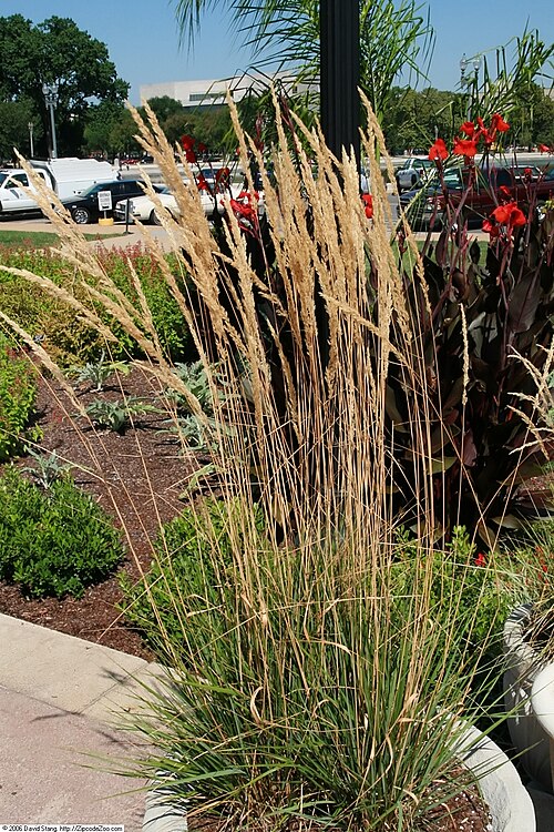 Feather Reed Grass