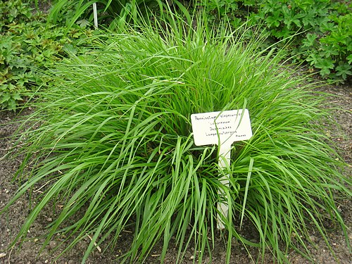 Fountain Grass