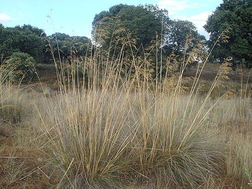 Giant Feather Grass