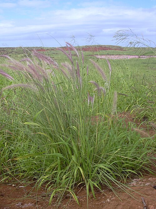 Purple Fountain Grass