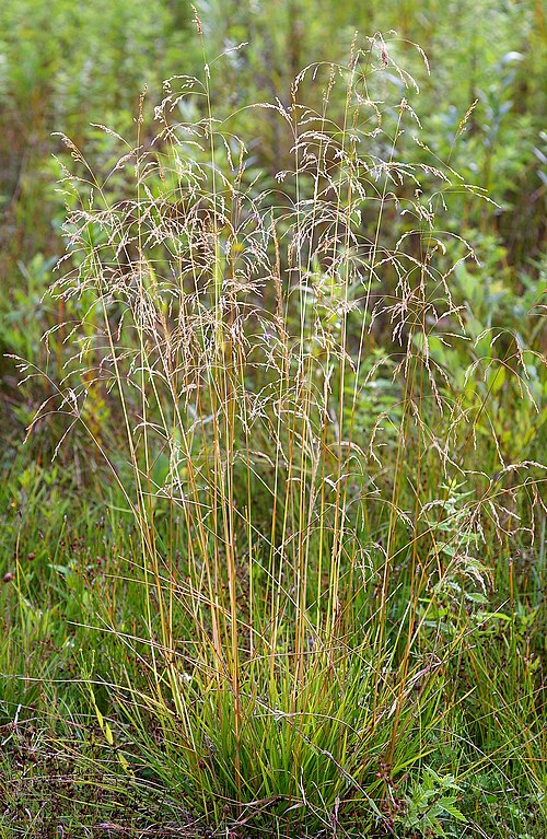 Tufted Hairgrass