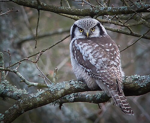 Northern Hawk-Owl