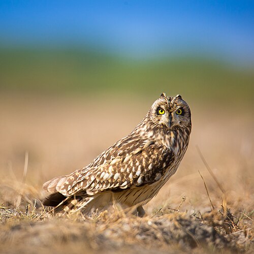 Short-Eared Owl