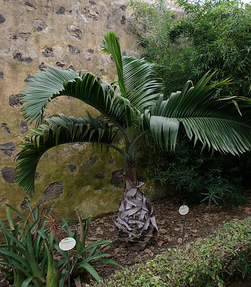 Bottle Palm
