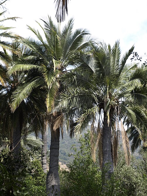 Chilean Wine Palm