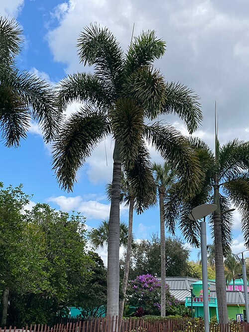 Foxtail Palm