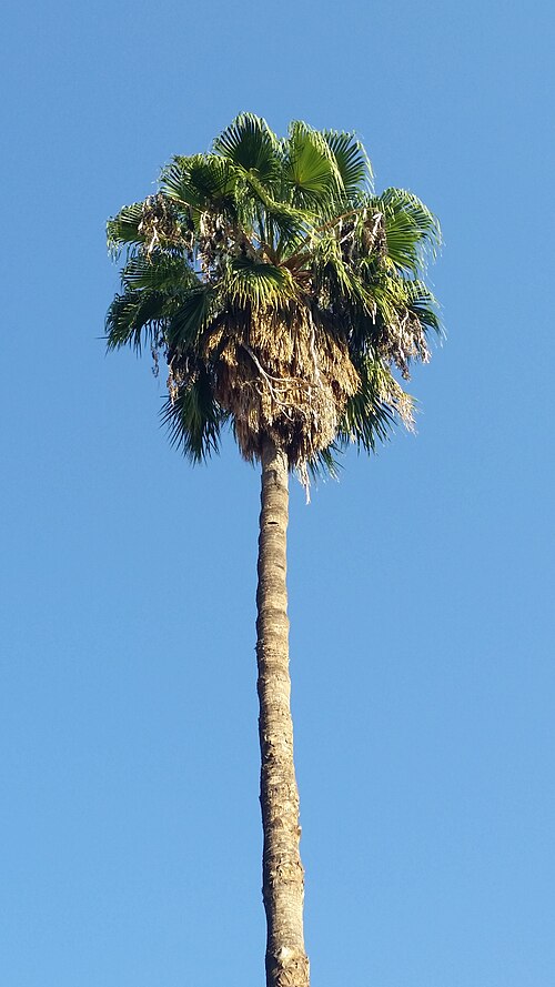 Mexican Fan Palm