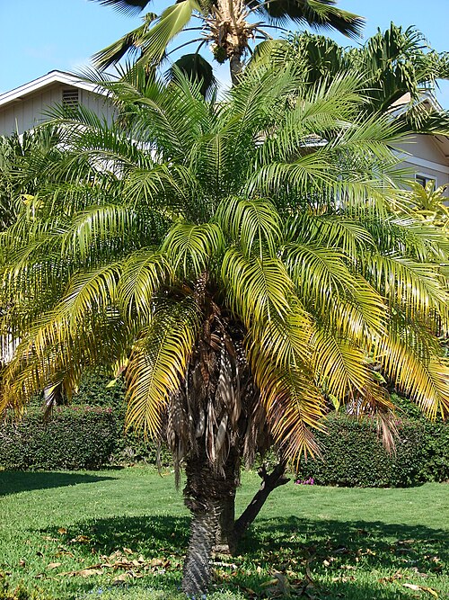 Pygmy Date Palm