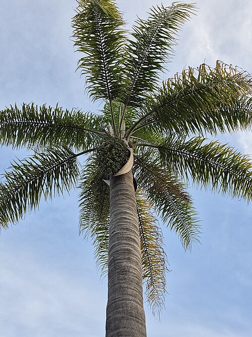 Queen Palm