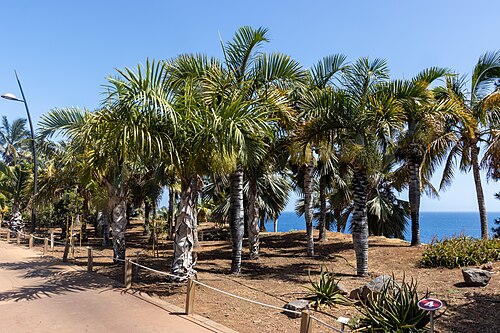 Spindle Palm