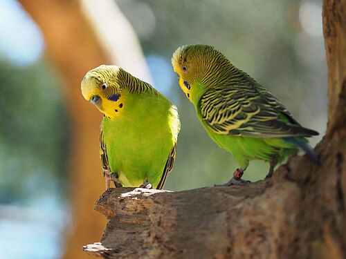 Budgerigar