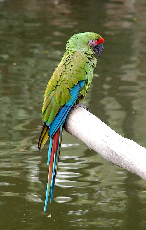 Military Macaw