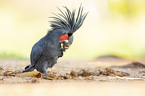 Palm Cockatoo