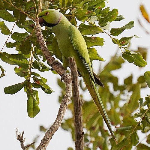 Rose-Ringed Parakeet