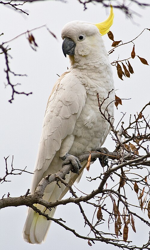 Sulphur-Crested Cockatoo