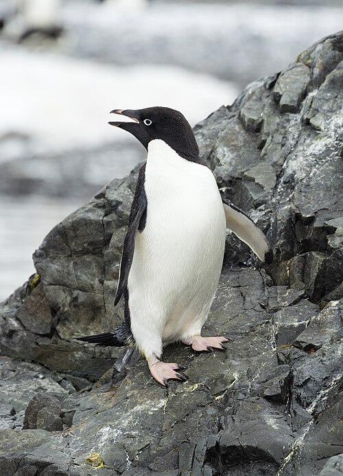 Adelie Penguin