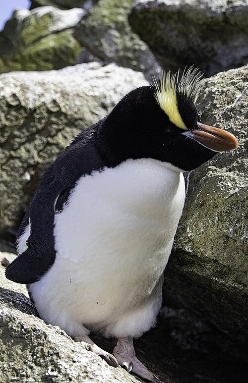 Erect-Crested Penguin