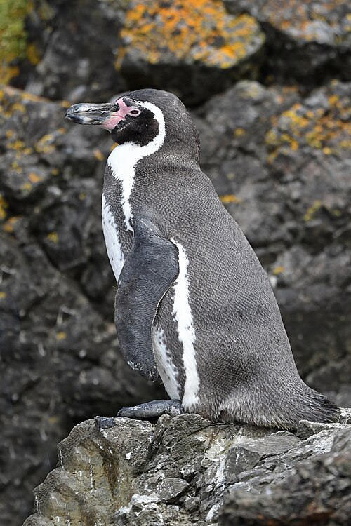 Humboldt Penguin