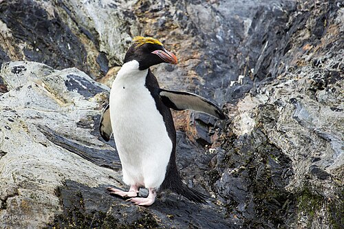 Macaroni Penguin