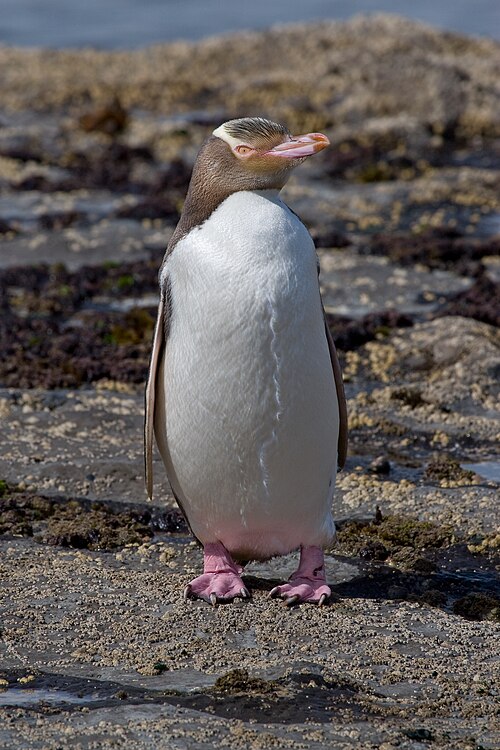 Yellow-Eyed Penguin