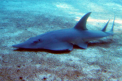 Giant Guitarfish