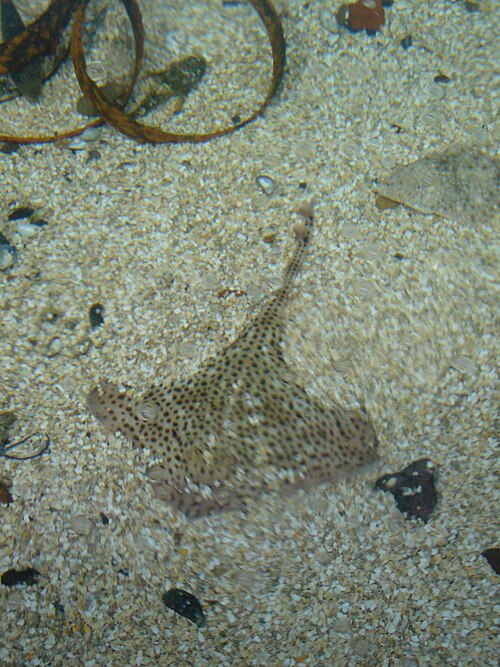 Spotted Ray