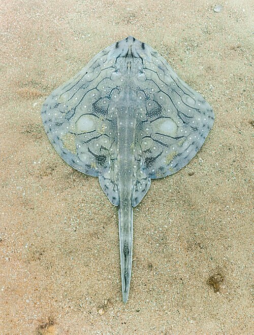 Undulate Ray