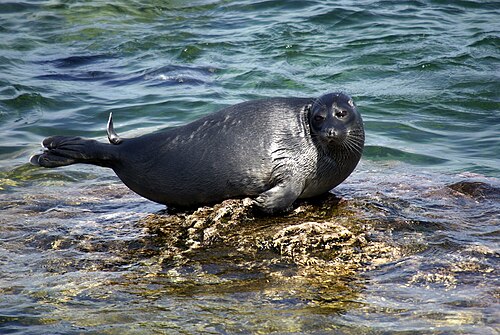 Baikal Seal