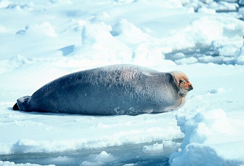 Bearded Seal