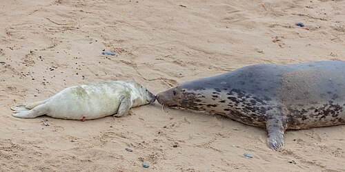 Gray Seal