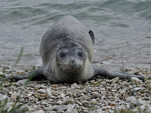 Mediterranean Monk Seal