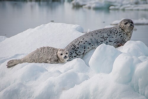 Spotted Seal