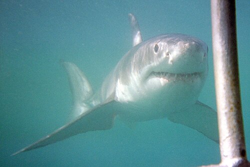 Great White Shark