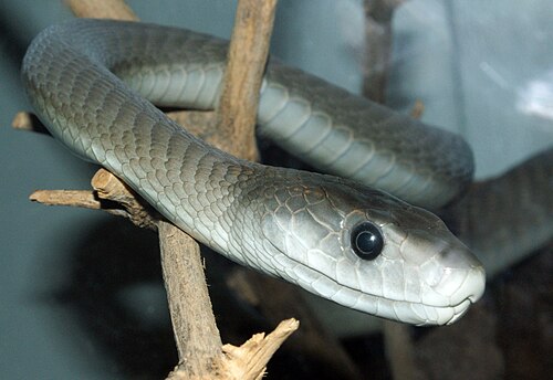 Black Mamba