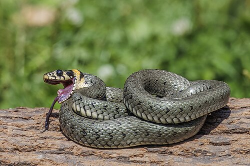 Grass Snake